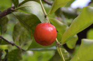 Acerola cherries have Vitamin C